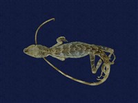 藏品(斯文豪氏攀蜥)的圖片